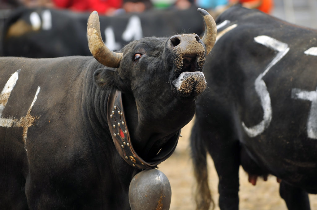 Les vaches d'Hérens, une race autochtone