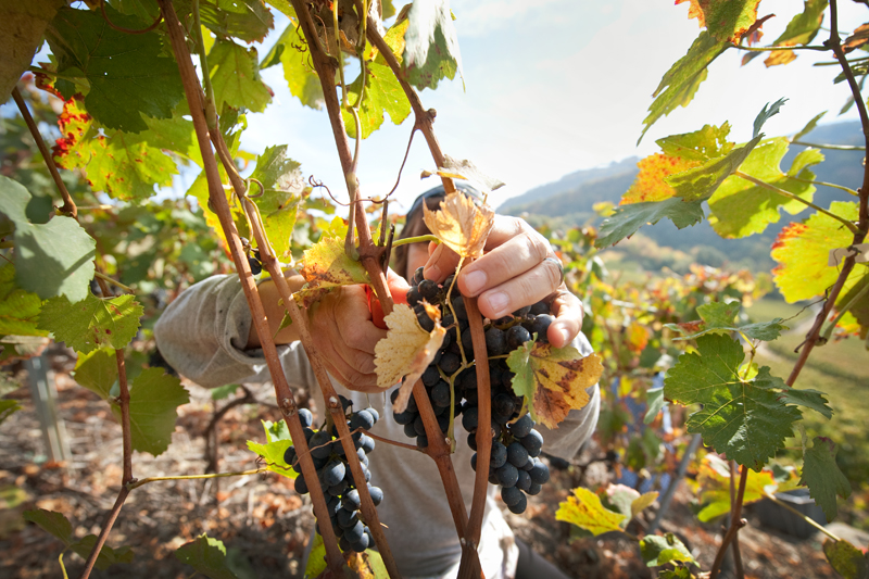 Terroirs